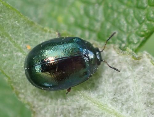 Plagiodera versicolora